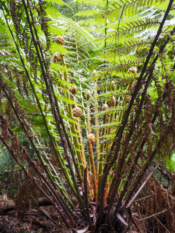 Tasmanian (Soft) Tree Fern Dicksonia antarctica on the Three Capes Track