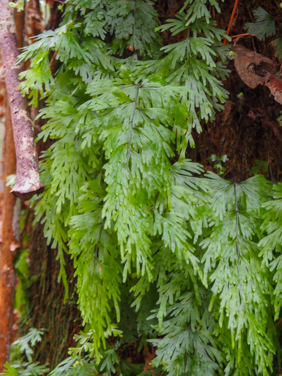 Shiny Filmy-Fern on Mount Fortescue
