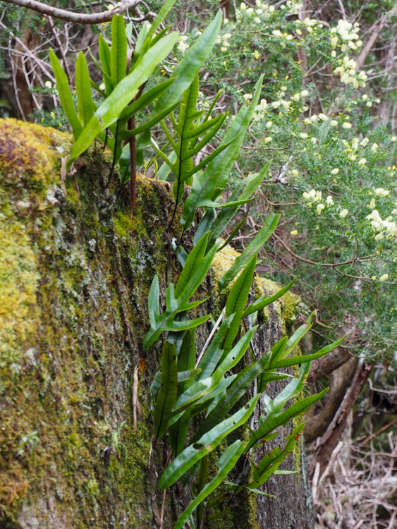 Kangaroo Fern on Mount Fortescue