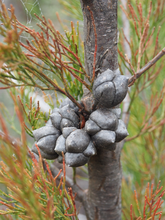 Oyster Bay Pine nut on the Three Capes Track