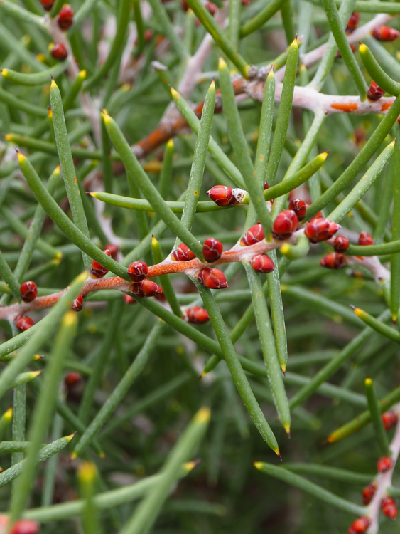 Unidentified red cones