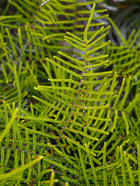 Poached Coral Fern