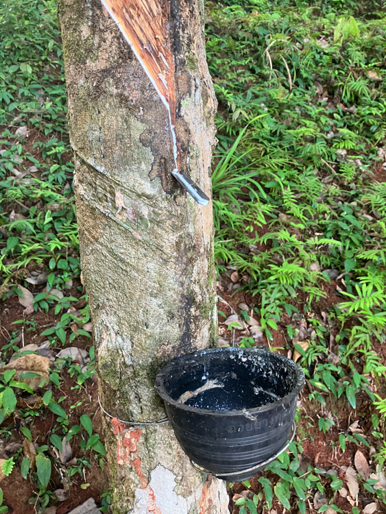 Rubber tapping at Ko Yao Noi