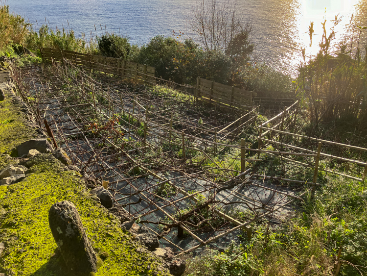 Vines clinging to the terrace