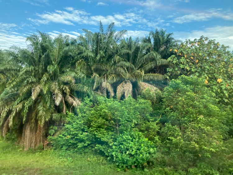 Palm Trees on the way into KL