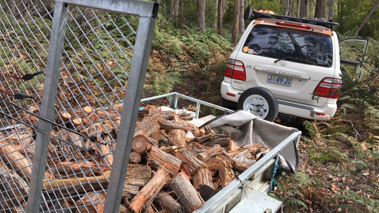 Collecting firewood in the forest