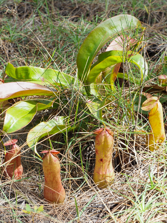 Nepenthe pitcher plant on Rebak Island