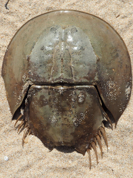 Horseshoe crab on Red Rock Beach