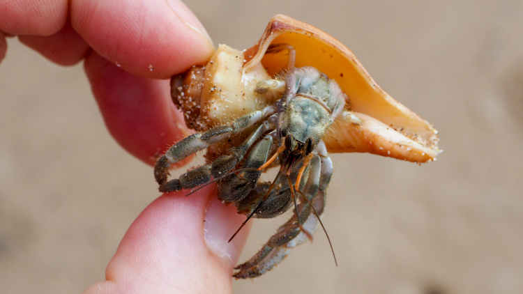Hermit crab on Red Rock Beach
