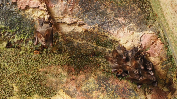 Cave bats