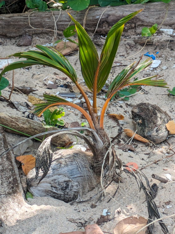 Sprouting coconut on Red Rock Beach