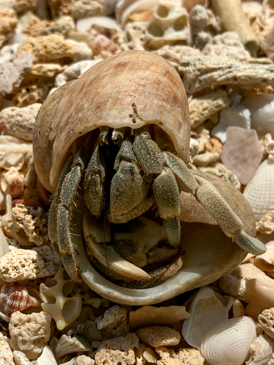 Hermit crab on Red Rock Beach