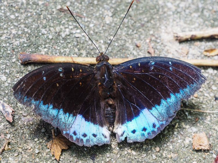 Butterfly on Rebak Island