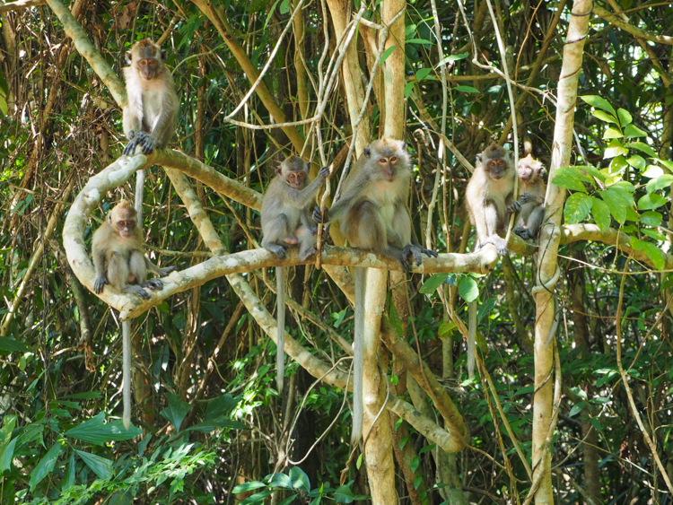 Crab-eating monkeys on Rebak Island