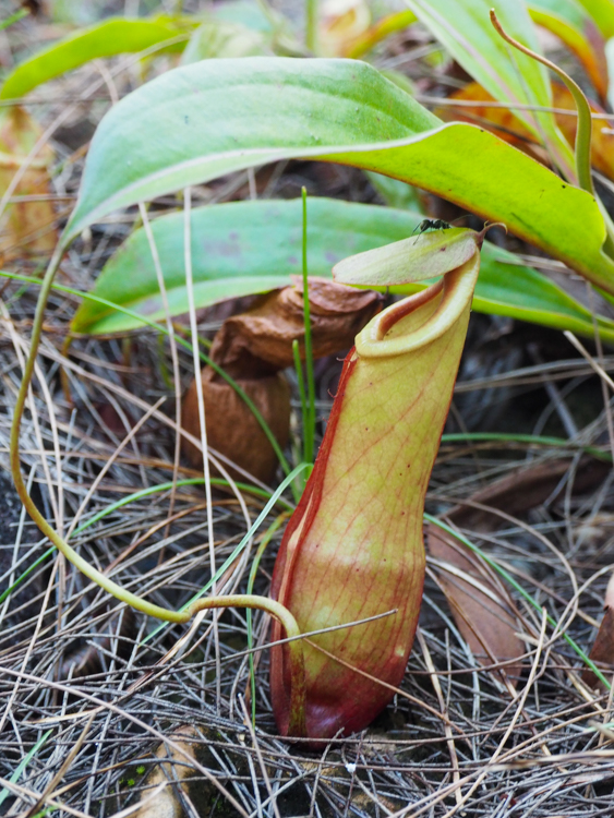 Nepenthe pitcher plant on Rebak Island