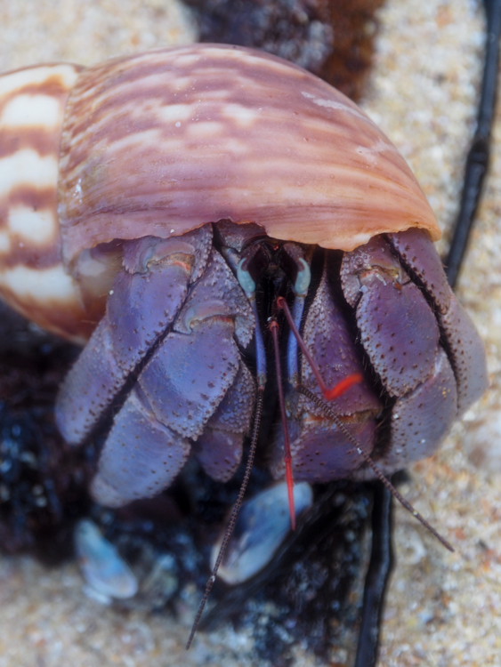 Hermit crab on Red Rock Beach