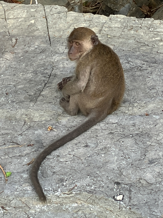 Cab-eating monkey at Monkey Beach on Phi Phi Island