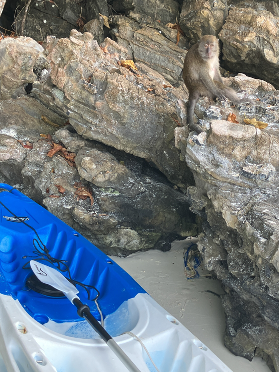 Cab-eating monkey and kayak at Monkey Beach on Phi Phi Island