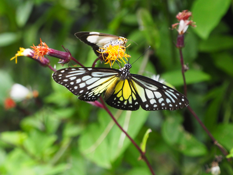 Butterfly at The Habitat nature walk, Penang Hill
