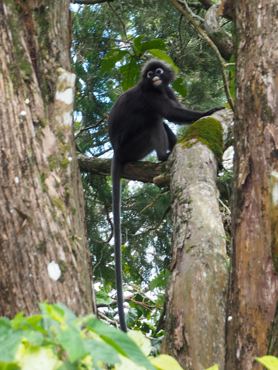Spectacled Langur at David Brown's Restaurant at Penang Hill
