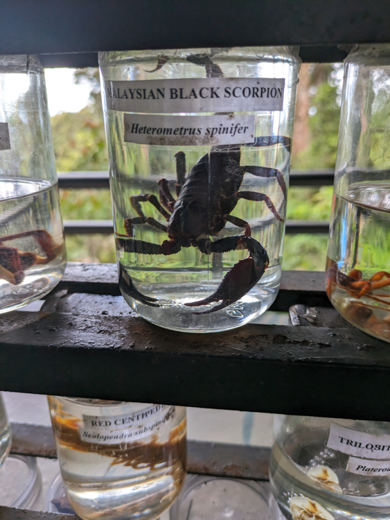 Scorpion at The Habitat, Penang Hill
