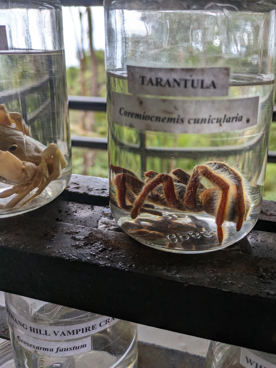 Tarantula at The Habitat, Penang Hill