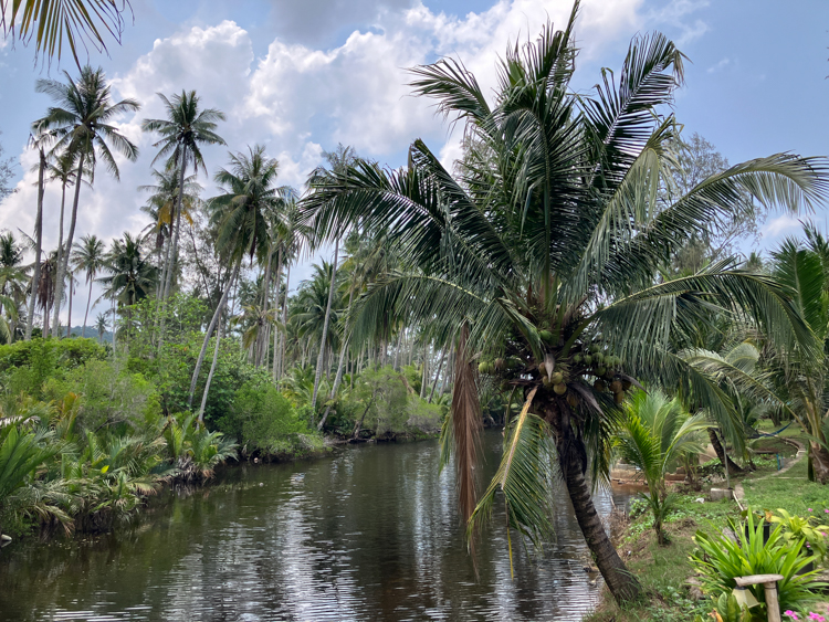 Palm trees along a creek on Ko Kood
