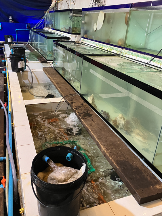 Seafood tanks outside Chow Lay Seafood